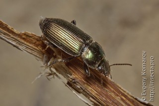 Anisodactylus