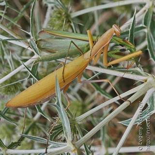 Самец и самка  Mantis religiosa
