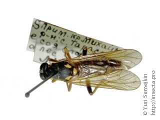 Xylomyidae
