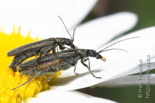 Самец и самка  (Oedemera lurida)