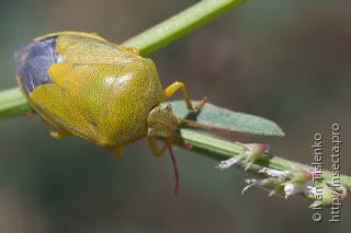 Имаго  (Piezodorus lituratus)