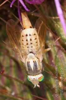 Самка  Terellia serratulae