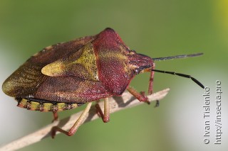 Carpocoris purpureipennis