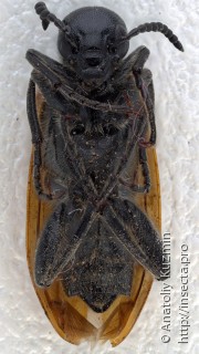 Lydus quadrimaculatus