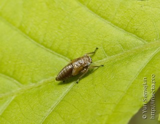 Личинка  Bathysmatophorus shabliovskii