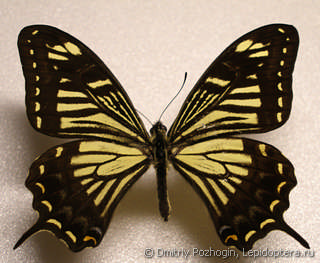 Самец  Papilio benguelana