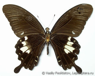 Имаго  Papilio nephelus