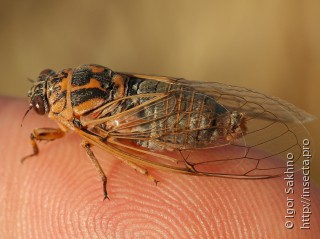 Самец  Cicadatra hyalina