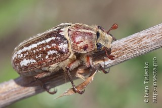 Имаго  (Anoxia orientalis)