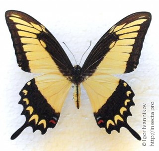 Самец  Papilio astyalus