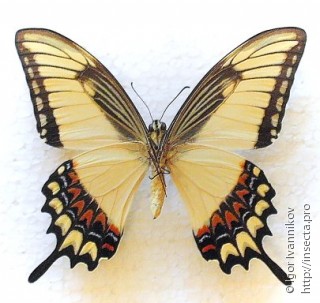 Самец  Papilio astyalus