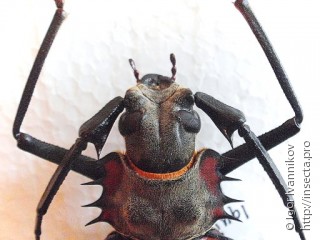 Самка  Enoplocerus armillatus