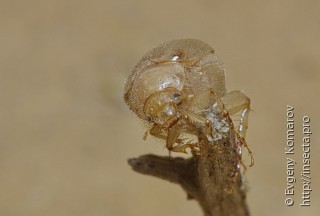 Maladera arenicola