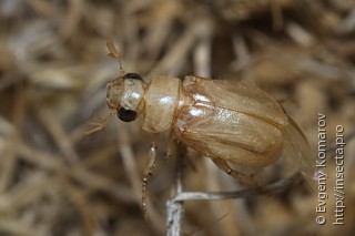 Pseudadoretus phthisicus