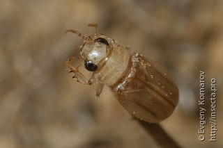 Pseudadoretus phthisicus