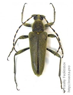 Самец  (Lepturobosca virens)