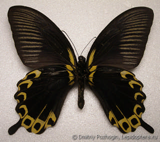 Papilio deiphobus
