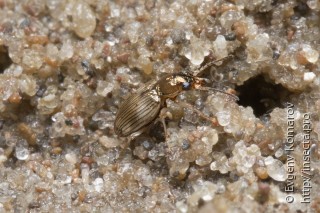 Bembidion ruficolle