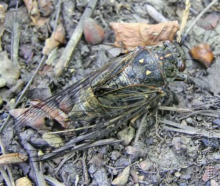 Имаго  Cicadetta yezoensis