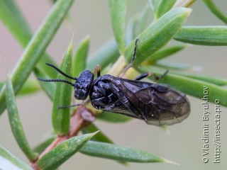 Самка  Monoctenus obscuratus