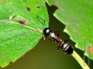 Имаго  Camponotus herculeanus