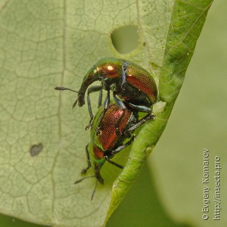 Самец и самка  (Byctiscus populi)