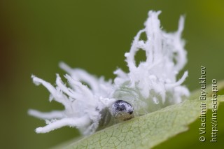 Личинка  Eriocampa umbratica