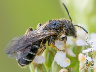 Halictidae