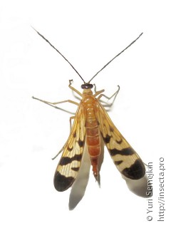 Panorpidae