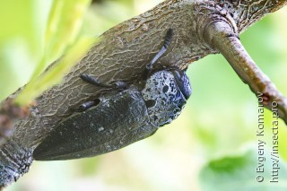 Имаго  (Capnodis tenebrionis)