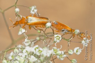 Самец и самка  Rhampholyssa steveni