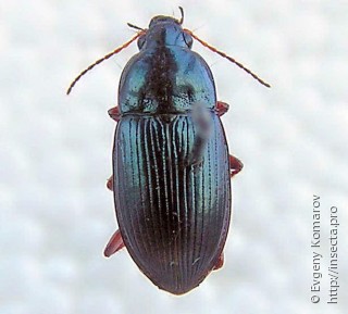 Pterostichinae