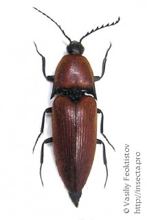 Самец  Elater ferrugineus