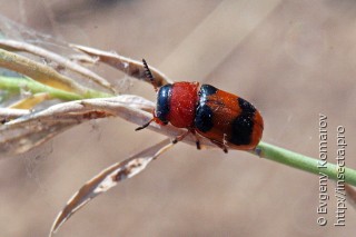 Самец  Coptocephala unifasciata