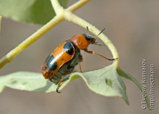 Самка  Coptocephala unifasciata