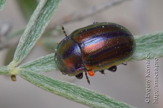 Chrysolina cerealis