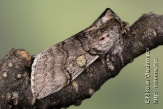 Имаго  (Achlya flavicornis)