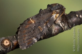 Имаго  (Notodonta dromedarius)