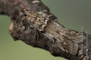 Имаго  Zophodia grossulariella