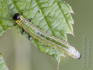 Личинка  Arge gracilicornis