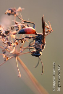 Самец  Sphex flavipennis