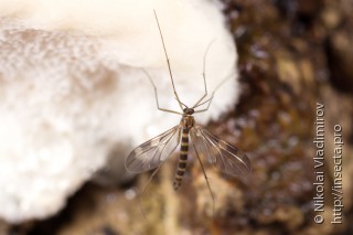 Ditomyiidae