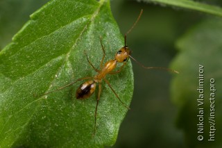 Имаго  Camponotus maculatus