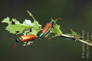 Самец и самка  Lytta menetriesi