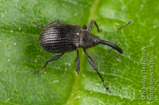 Apionidae
