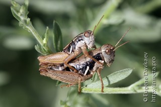 Самец и самка  Conophyma sokolovi