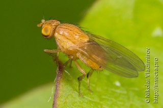 Sapromyza