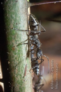 Имаго  Camponotus auriventris