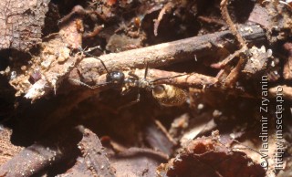 Имаго  Camponotus leonardi