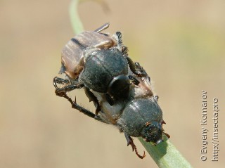 Самец и самка  Anisoplia deserticola